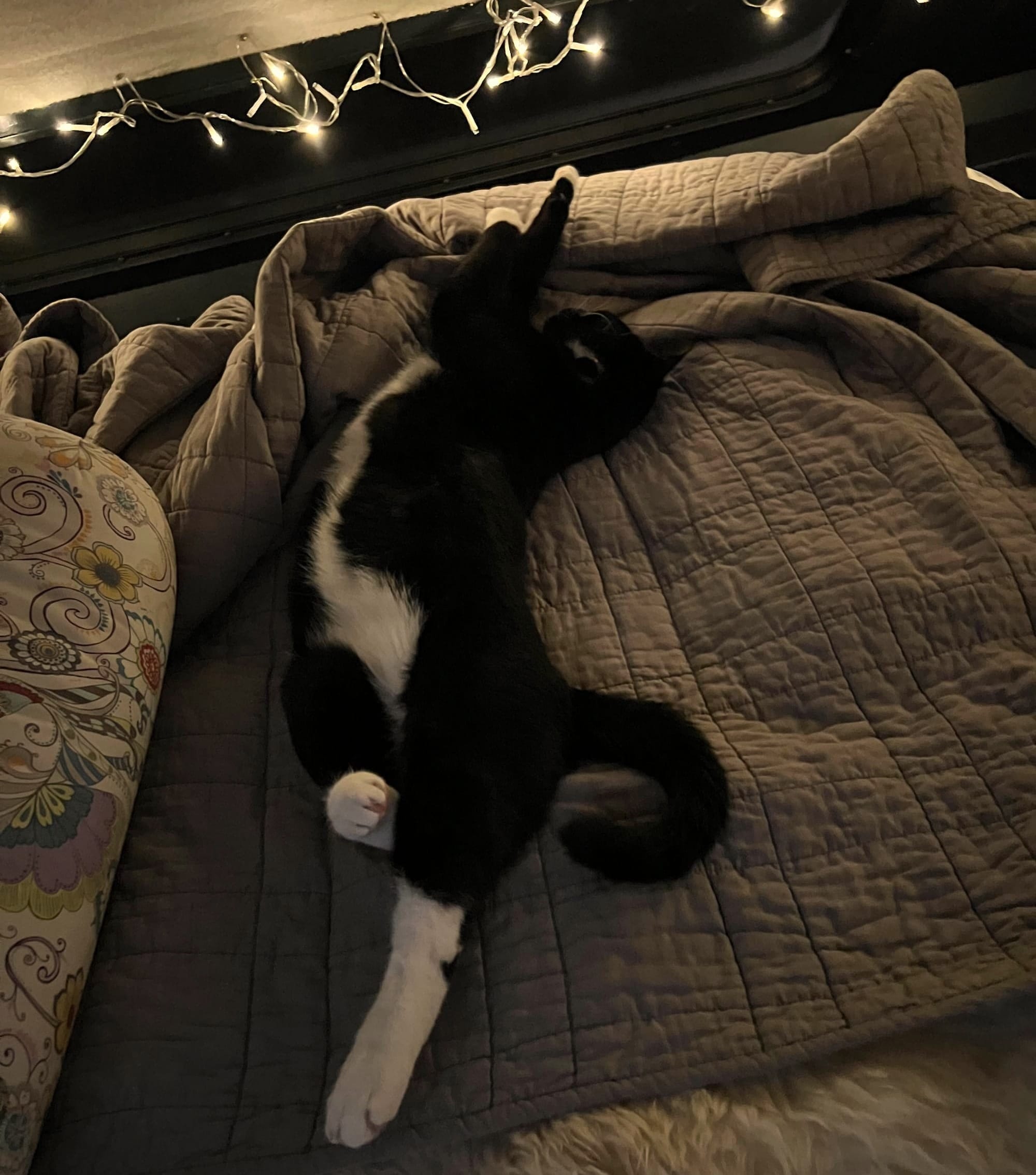 The same black and white cat lying stretched out on his side with his arms over his head, against a grey blanket, white fairy lights on the window above him.
