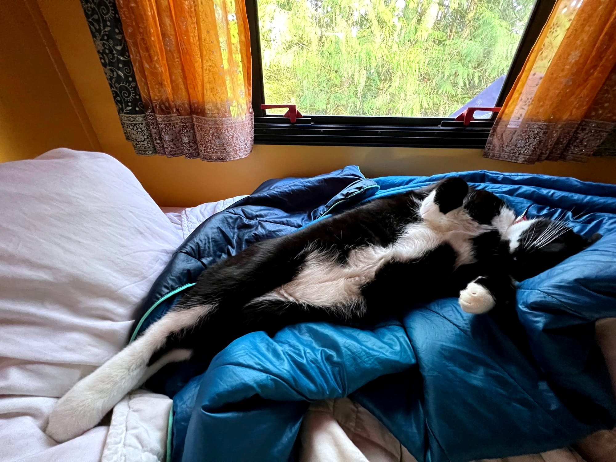 The same cat lying back with his stomach exposed, on a blue blanket under a window framed by gold drapes.