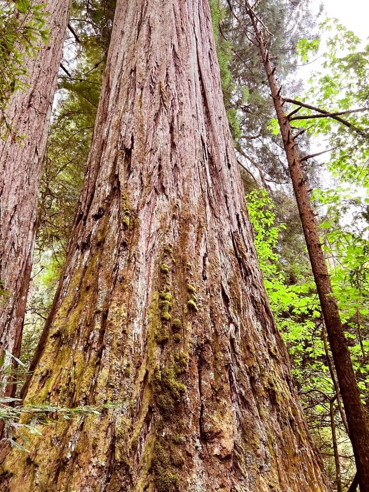 A long, narrow photo of a very tall redwood tree, with heavily textured bark and some green, mossy looking patches.