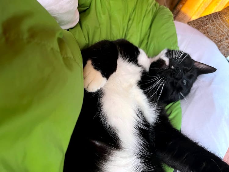 A black cat asleep on his back on a green blanket, exposing white fur belly underneath, arms spread akimbo
