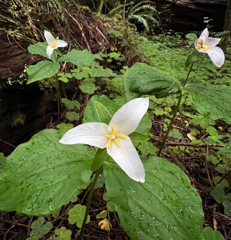 Three trillium flowers, with three white petals each, springing from broad green leaves, over a bed of dried redwood needles.