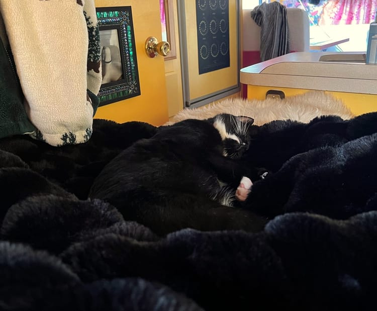A tuxedo cat asleep on a furry black blanket. In the background is the inside of an RV with yellow walls and hanging art.